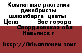 Комнатные растения, декабристы (шлюмберга) цветы › Цена ­ 300 - Все города  »    . Свердловская обл.,Невьянск г.